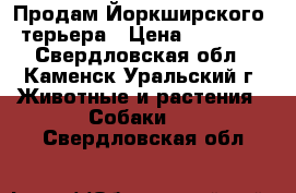 Продам Йоркширского  терьера › Цена ­ 14 000 - Свердловская обл., Каменск-Уральский г. Животные и растения » Собаки   . Свердловская обл.